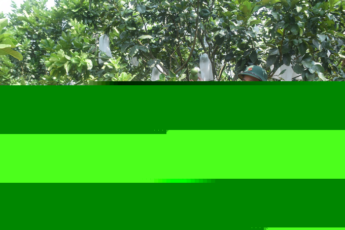 1-145714_276.jpg 1ha bưởi da xanh 5 năm tuổi của anh Lỡ Ngọc Vinh đã đến thời kỳ kinh doanh. Ảnh: V.Đ.T.